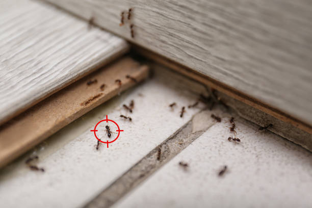 Best Emergency Pest Control  in Ava, MO