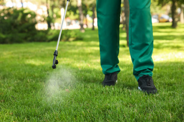 Best Flea Control Services  in Ava, MO