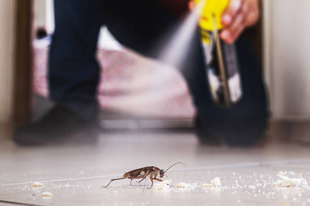 Best Pest Control Treatment  in Ava, MO