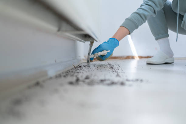 Professional Pest Control in Ava, MO